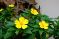 Yellow flowers of Sage rose West India holly, Yellow alder,Tur Royalty Free Stock Photo