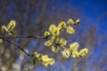 Yellow flowers of Salix caprea growing on a branch in the background of a blue spring sky