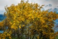 Yellow Flowers of Scotch Broom