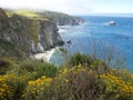 Yellow flowers on sea cliffs