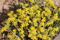 Yellow flowers of Sedum acre or Goldmoss stonecrop