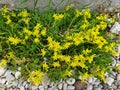 Yellow flowers sedum acre or sedum sexangulare Royalty Free Stock Photo