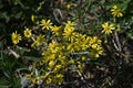 Yellow flowers of Senecio inaequidens.