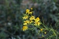 Yellow flowers of Senecio inaequidens.