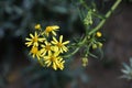 Yellow flowers of Senecio inaequidens.