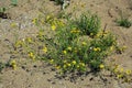 Yellow flowers of Senecio inaequidens.