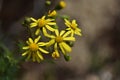 Yellow flowers of Senecio inaequidens.