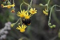 Yellow flowers of Senecio inaequidens.