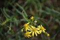 Yellow flowers of Senecio inaequidens.