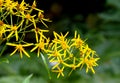 Yellow flowers Senecio ovatus common names: wood ragwort blooming on forest