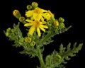 Yellow flowers of Senecio Vernalis, Eastern groundsel, Spring groundsel, isolated on black background