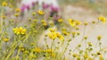 Desert Bloom Series - Brittlebush - Encelia Farinosa