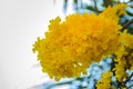 Yellow flowers on silver trumpet tree (Tabebuia aurea) with blue sky background and copy space for text. Tabebuia aurea, also know Royalty Free Stock Photo