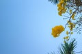 Yellow flowers on silver trumpet tree (Tabebuia aurea) with blue sky background and copy space for text. Tabebuia aurea, also know Royalty Free Stock Photo