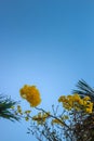 Yellow flowers on silver trumpet tree (Tabebuia aurea) with blue sky background and copy space for text. Tabebuia aurea, also know Royalty Free Stock Photo