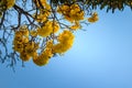 Yellow flowers on silver trumpet tree (Tabebuia aurea) with blue sky background and copy space for text. Tabebuia aurea, also know Royalty Free Stock Photo