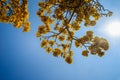 Yellow flowers on silver trumpet tree (Tabebuia aurea) with blue sky background and copy space for text. Tabebuia aurea, also know Royalty Free Stock Photo