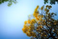 Yellow flowers on silver trumpet tree (Tabebuia aurea) with blue sky background and copy space for text. Tabebuia aurea, also know Royalty Free Stock Photo