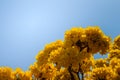 Yellow flowers on silver trumpet tree (Tabebuia aurea) with blue sky background and copy space for text. Tabebuia aurea, also know Royalty Free Stock Photo