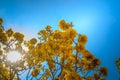 Yellow flowers on silver trumpet tree (Tabebuia aurea) with blue sky background and copy space for text. Tabebuia aurea, also know Royalty Free Stock Photo