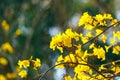 Yellow flowers, Silver trumpet tree, Tree of gold, Paraguayan silver trumpet tree. Royalty Free Stock Photo