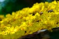 Yellow flowers, Silver trumpet tree, Tree of gold, Paraguayan silver trumpet tree. Royalty Free Stock Photo