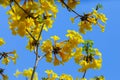 Yellow flowers, Silver trumpet tree, Tree of gold, Paraguayan silver trumpet tree. Royalty Free Stock Photo