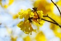 Yellow flowers, Silver trumpet tree, Tree of gold, Paraguayan silver trumpet tree. Royalty Free Stock Photo