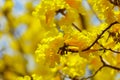 Yellow flowers, Silver trumpet tree, Tree of gold, Paraguayan silver trumpet tree. Royalty Free Stock Photo