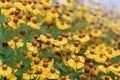 Yellow flowers similar to chamomile on a background of green leaves Royalty Free Stock Photo