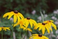 Yellow flowers similar to chamomile on a background of green leaves Royalty Free Stock Photo