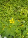 Yellow flowers