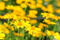 Yellow flowers with soft focus. Yellow flowers with colorful soft background. Rudbeckia are commonly called coneflowers