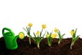 Yellow flowers and soil on wooden table. Spring and work in garden. Yellow daffodils on different colors background Royalty Free Stock Photo