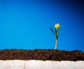 Yellow flowers and soil on wooden table. Spring and work in garden. Yellow daffodils on different colors background Royalty Free Stock Photo