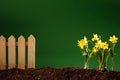 Yellow flowers and soil on wooden table. Spring and work in garden. Yellow daffodils on different colors background Royalty Free Stock Photo