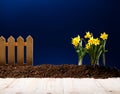 Yellow flowers and soil on wooden table. Spring and work in garden. Yellow daffodils on different colors background Royalty Free Stock Photo