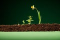 Yellow flowers and soil on wooden table. Spring and work in garden. Yellow daffodils on different colors background Royalty Free Stock Photo