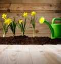 yellow flowers and soil on wooden table. Spring and work in garden. Yellow daffodils on different colors background Royalty Free Stock Photo