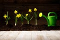 yellow flowers and soil on wooden table. Spring and work in garden. Yellow daffodils on different colors background Royalty Free Stock Photo