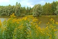 Yellow flowers Solidago virgaurea grow on the shore of the lake.