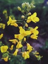 Yellow flowers spring