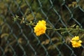 Yellow flowers in Spain