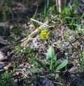 Yellow flowers of spring plant, warm day