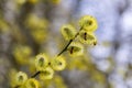 Yellow flowers Spring Salix Caprea - twigs full of reunious flowers around which bees fly. Spring messengers
