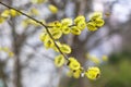 Yellow flowers Spring Salix Caprea - twigs full of reunious flowers around which bees fly. Spring messengers