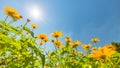 Yellow flowers for spring summer nature banner. Blue sky with sun rays Royalty Free Stock Photo