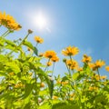 Yellow flowers for spring summer nature banner. Blue sky with sun rays Royalty Free Stock Photo