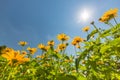 Yellow flowers for spring summer nature banner. Blue sky with sun rays Royalty Free Stock Photo