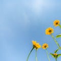 Yellow flowers for spring summer nature banner. Blue sky with sun rays Royalty Free Stock Photo